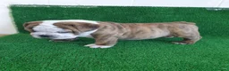 Bulldog Inglés perros en venta: BULLDOG INGLÉS - Anuncio 3