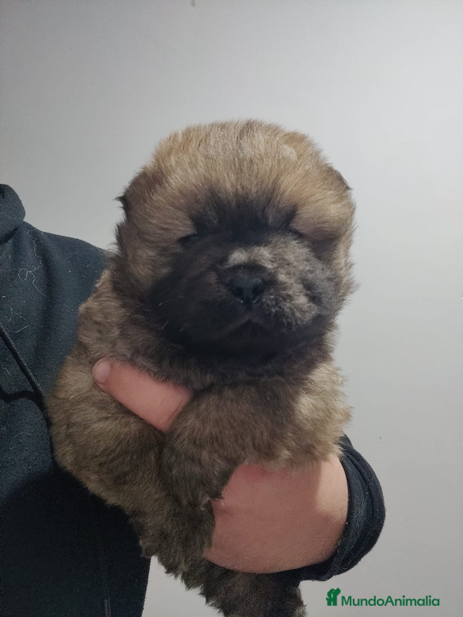 Chow Chow perros Última hembra disponible para entregar - Anuncio 4
