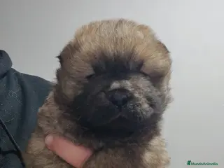Chow Chow perros Última hembra disponible para entregar - Anuncio 4