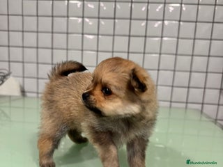 Pomerania perros Pomerania toy hembra sable preciosa - Anuncio 1