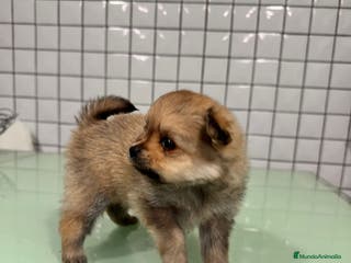 Pomerania perros Pomerania toy hembra sable preciosa - Anuncio 22