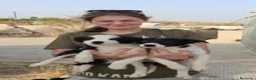 Border Collie perros en venta: Cachorros Border Collie - Anuncio 3