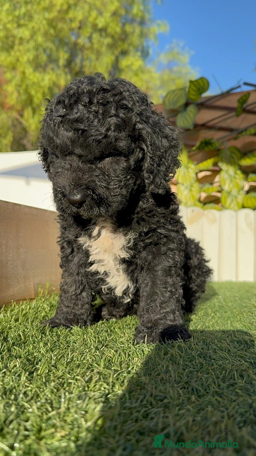 Perro de Agua Español perros en venta: PERRO DE AGUA ESPAÑOL - Imagen 2