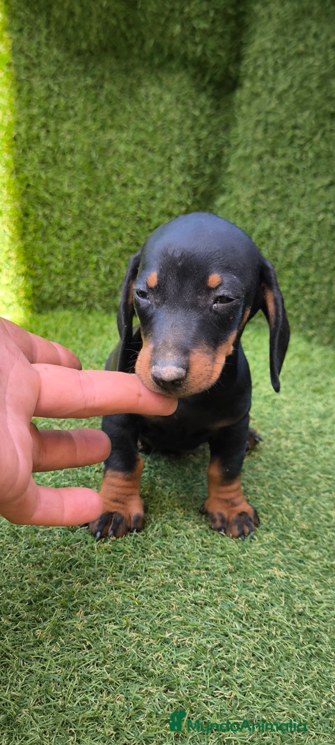 Teckel Miniatura perros en venta: teckel canichen  negro fuego  - Imagen 17