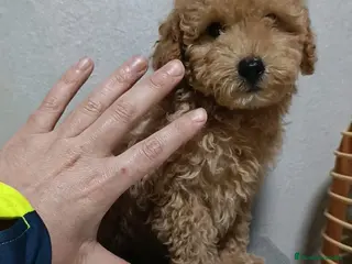 Caniche Toy perros Caniche toy rojo apricot negro y chocolate - Anuncio 2