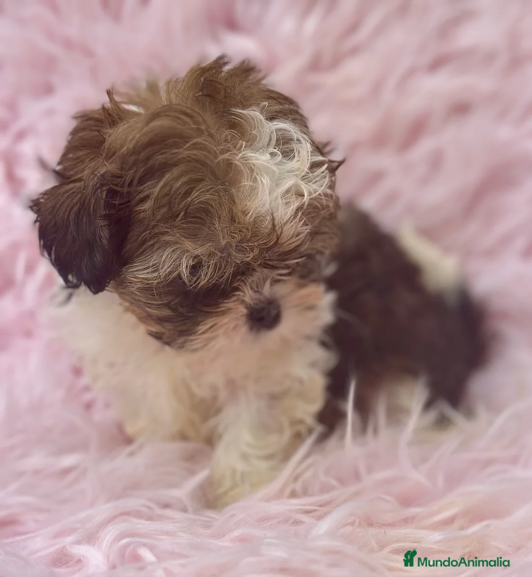 Shih Tzu perros en venta: SHIH TZU MINI DISPONIBLE HEMBRA - Anuncio 4