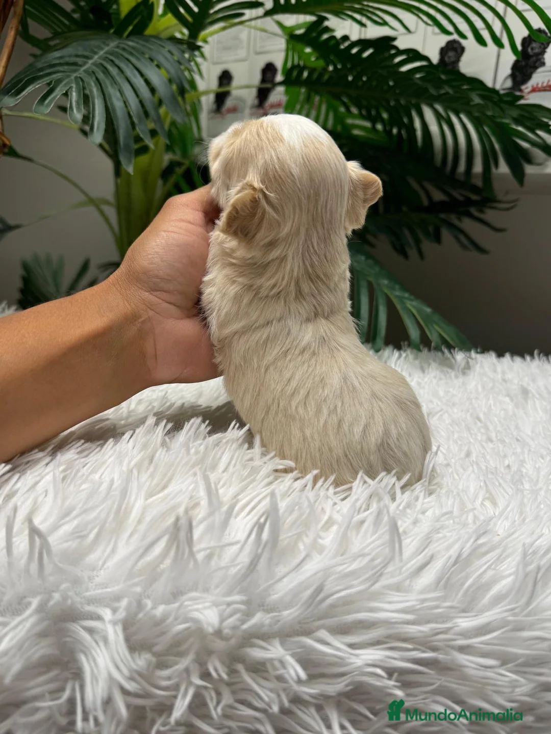 Maltipoo perros en venta: MALTIPOO - Anuncio 2