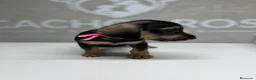 Raza Mixta perros en venta: Cachorritos  - Anuncio 2