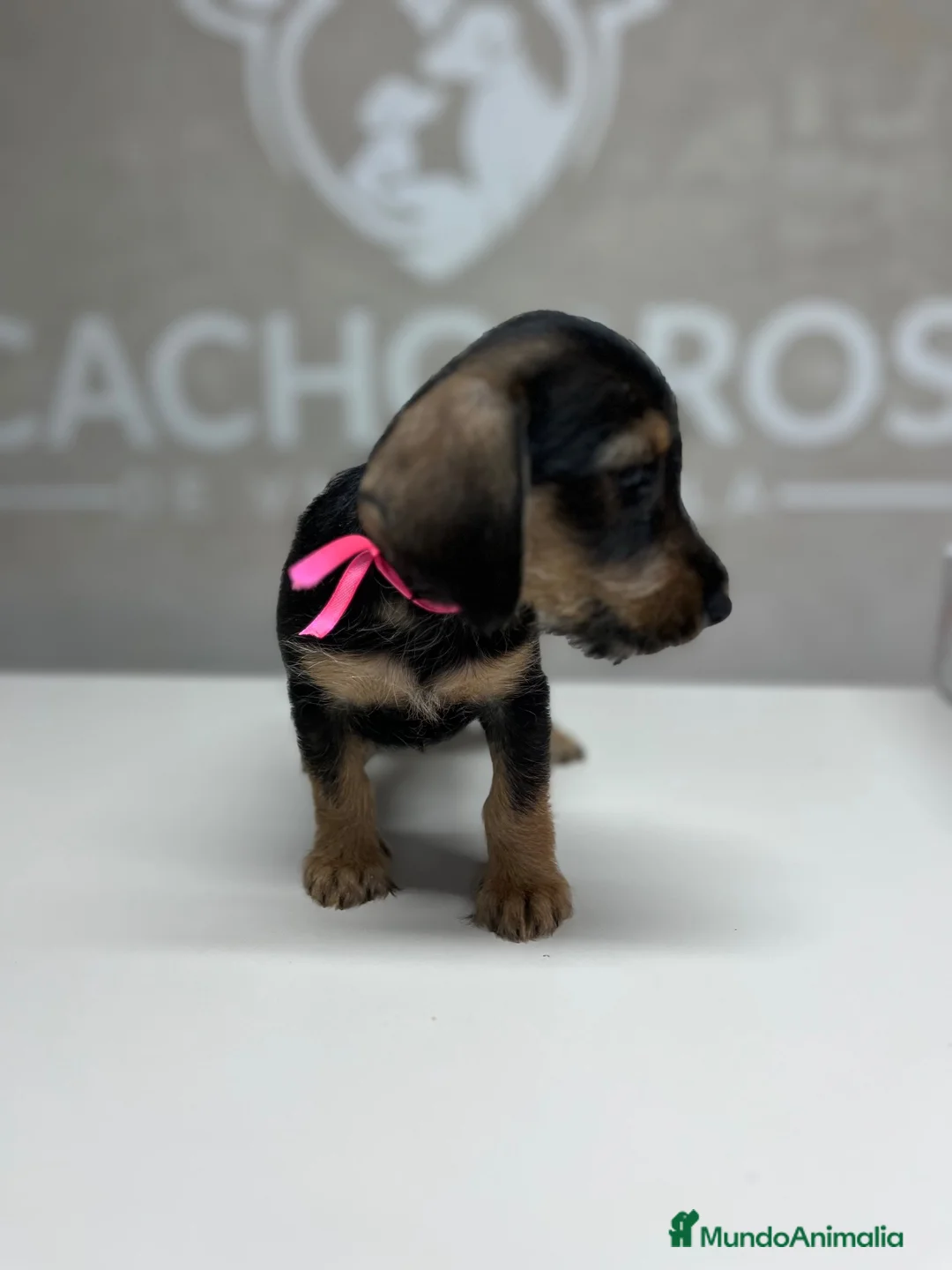 Raza Mixta perros en venta: Cachorritos  - Anuncio 2