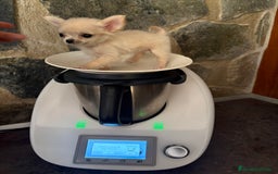 Chihuahua perros en venta: Chihuahua Micro Toy Hembra !!! - Imagen 4
