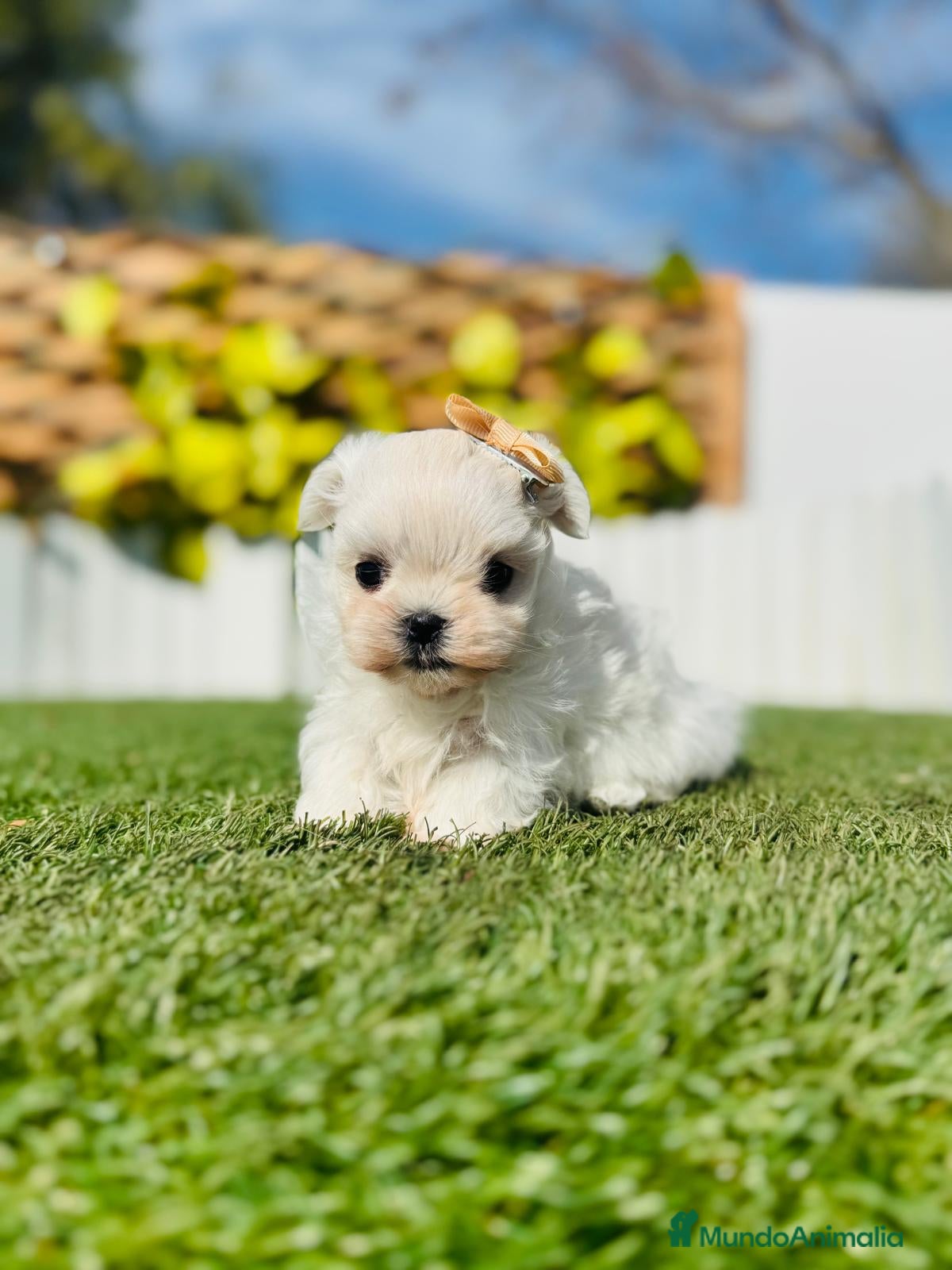 Bichón Maltés perros BICHON MALTES COREANO 10OX100 - Anuncio 2