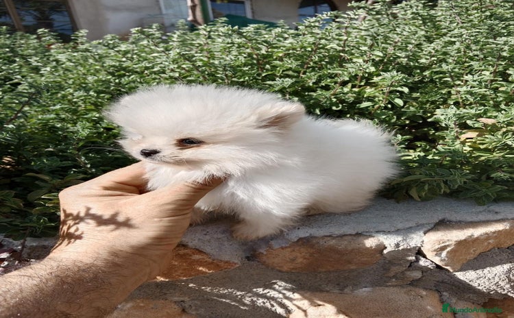 Pomerania perros - Anuncio 1