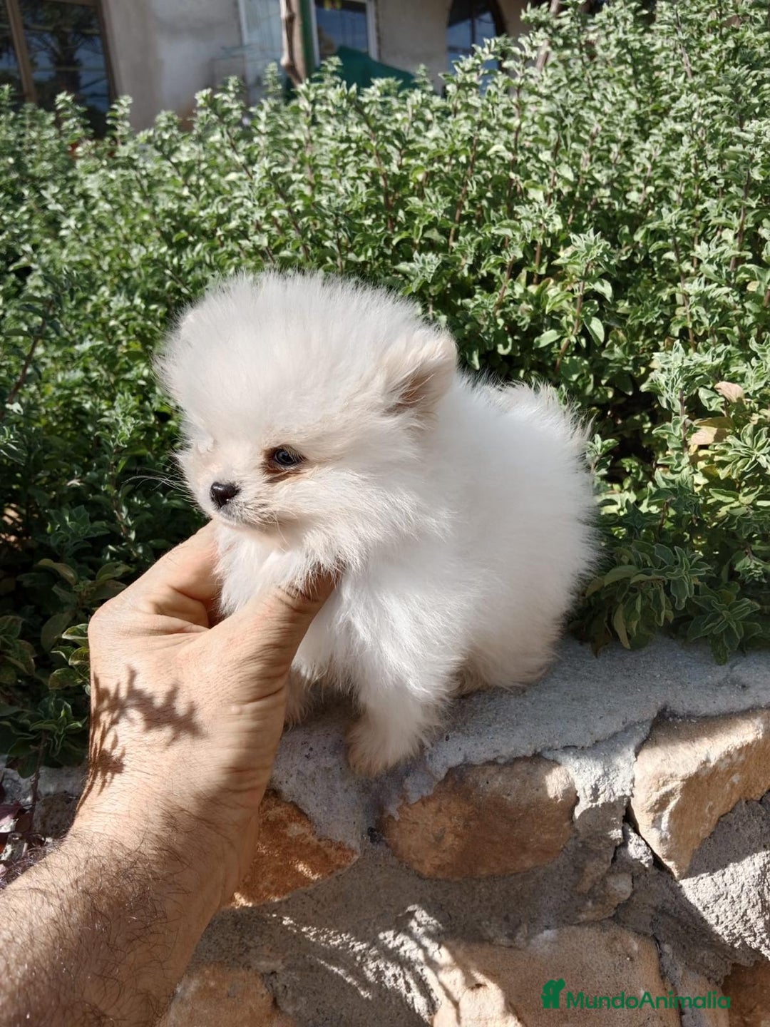 Pomerania perros en venta: Lindo bebé de Pomerania Toy - Imagen 1