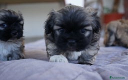 Pomerania perros en venta: 🐾 Sparky – Pomerania marrón mini toy 🌰 - Imagen 5