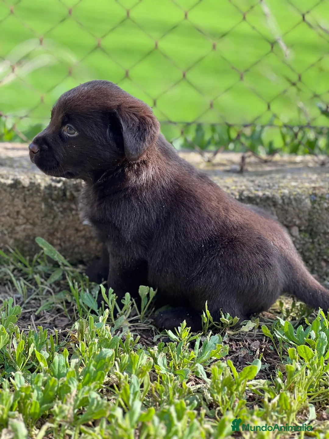 Labrador Retriever perros en venta: LABRADOR CHOCOLATE DISPONIBLES en Barcelona - Anuncio 5