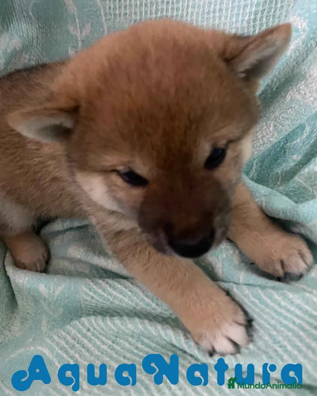 Shiba Inu perros en venta: Shiba Inu Hembra de Melani y Silvio AQUANATURA - Anuncio 1