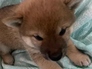 Shiba Inu perros Shiba Inu Hembra de Melani y Silvio AQUANATURA - Anuncio 1