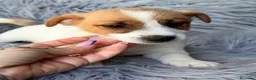 Jack Russell Terrier perros en venta: Jack Russell  - Anuncio 8