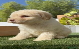 Perro de Agua Español perros en venta: PERRO DE AGUA ESPAÑOL HEMBRA - Imagen 6