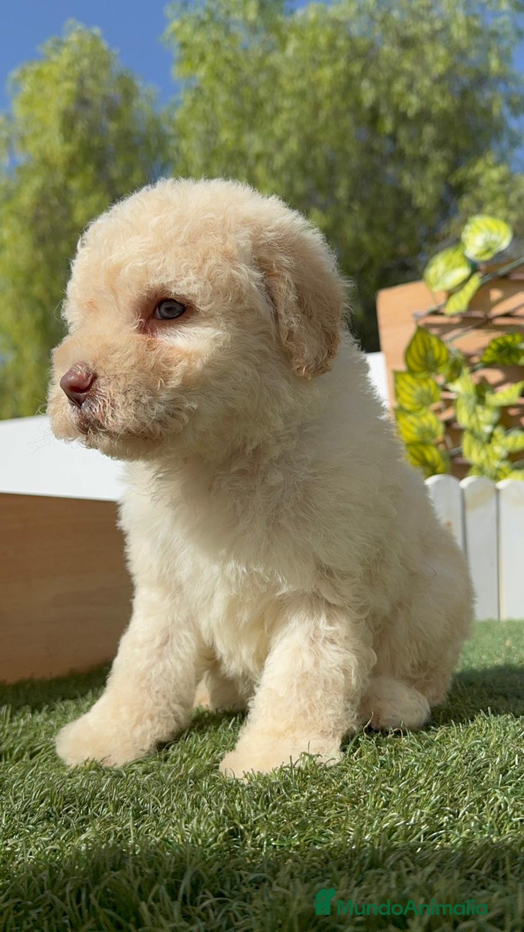 Perro de Agua Español perros en venta: PERRO DE AGUA ESPAÑOL HEMBRA - Imagen 6