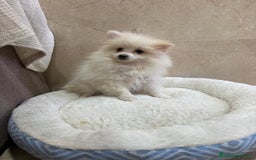 Pomerania perros en venta: Lulu pomerania toy - Anuncio 9