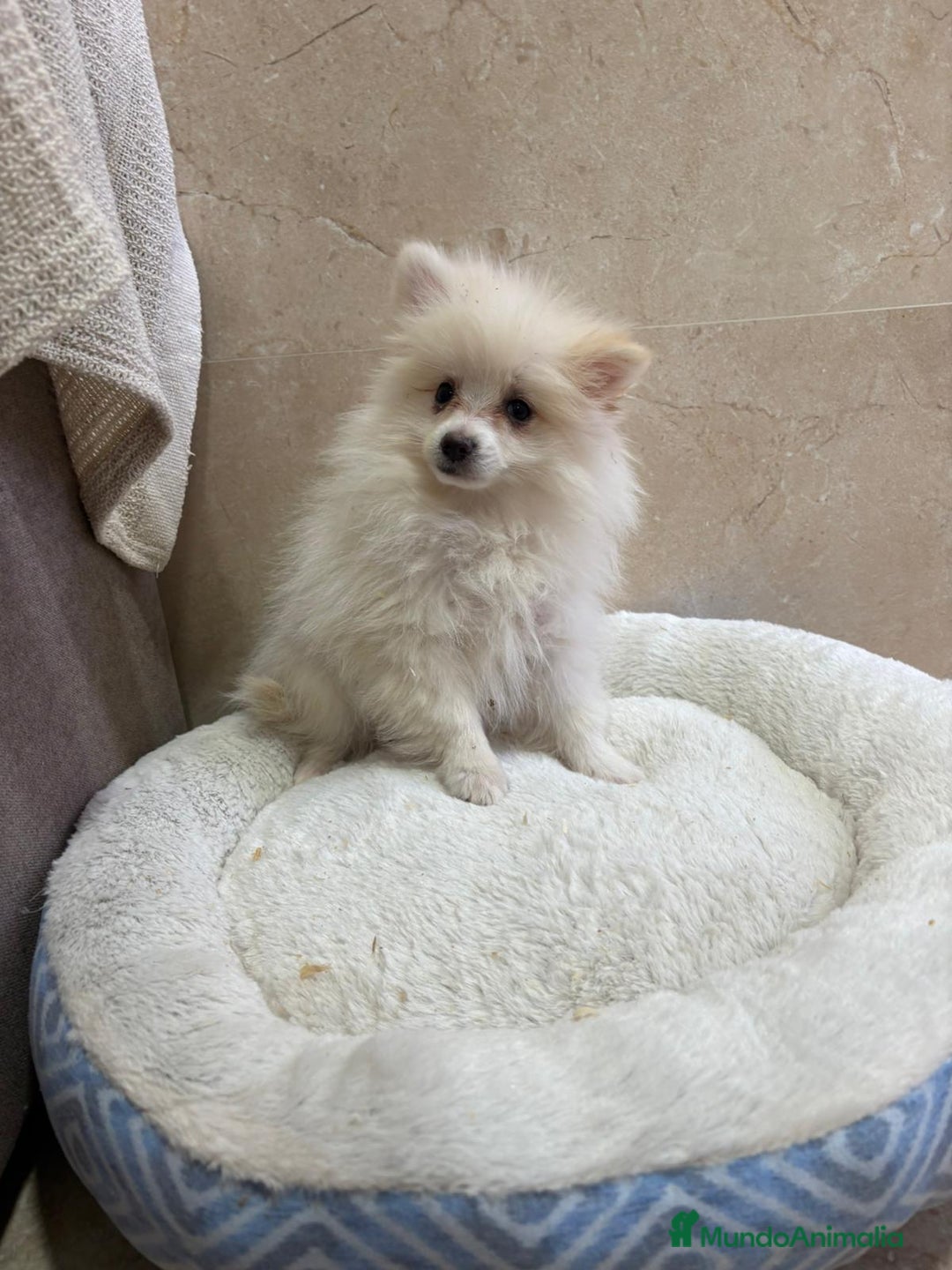 Pomerania perros en venta: Lulu pomerania toy - Anuncio 9