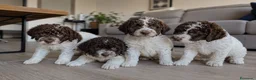 Perro de Agua Español perros en venta: CACHORROS DE PERRO DE AGUA - SEVILLA  - Anuncio 1