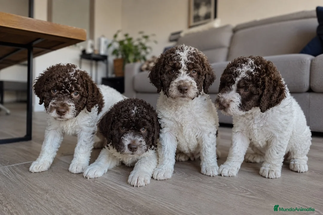 Perro de Agua Español perros en venta: CACHORROS DE PERRO DE AGUA - SEVILLA  - Anuncio 1