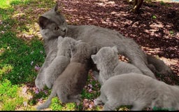 Británico de Pelo Corto Azul gatos en venta: British Shorthair ultimo cachorrito - Imagen 7