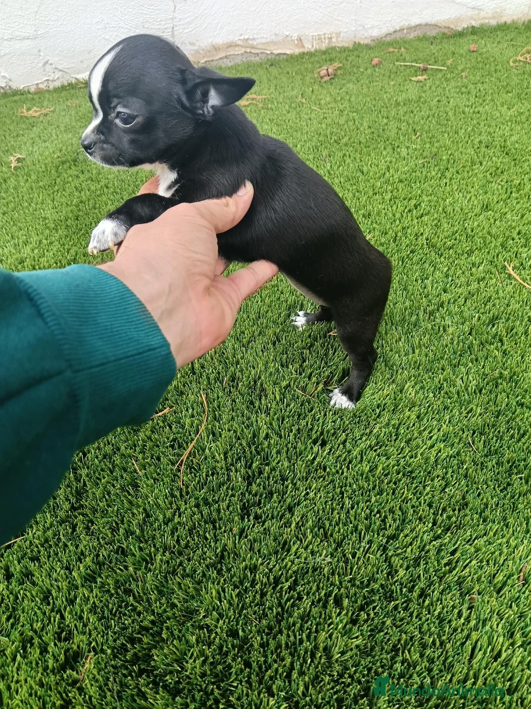 Chihuahua perros en venta: Hembrita de Chihuahua Negra - Anuncio 2