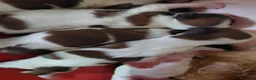 Shih Tzu perros en venta: SHIH TZUS EXCLUSIVOS - Anuncio 2