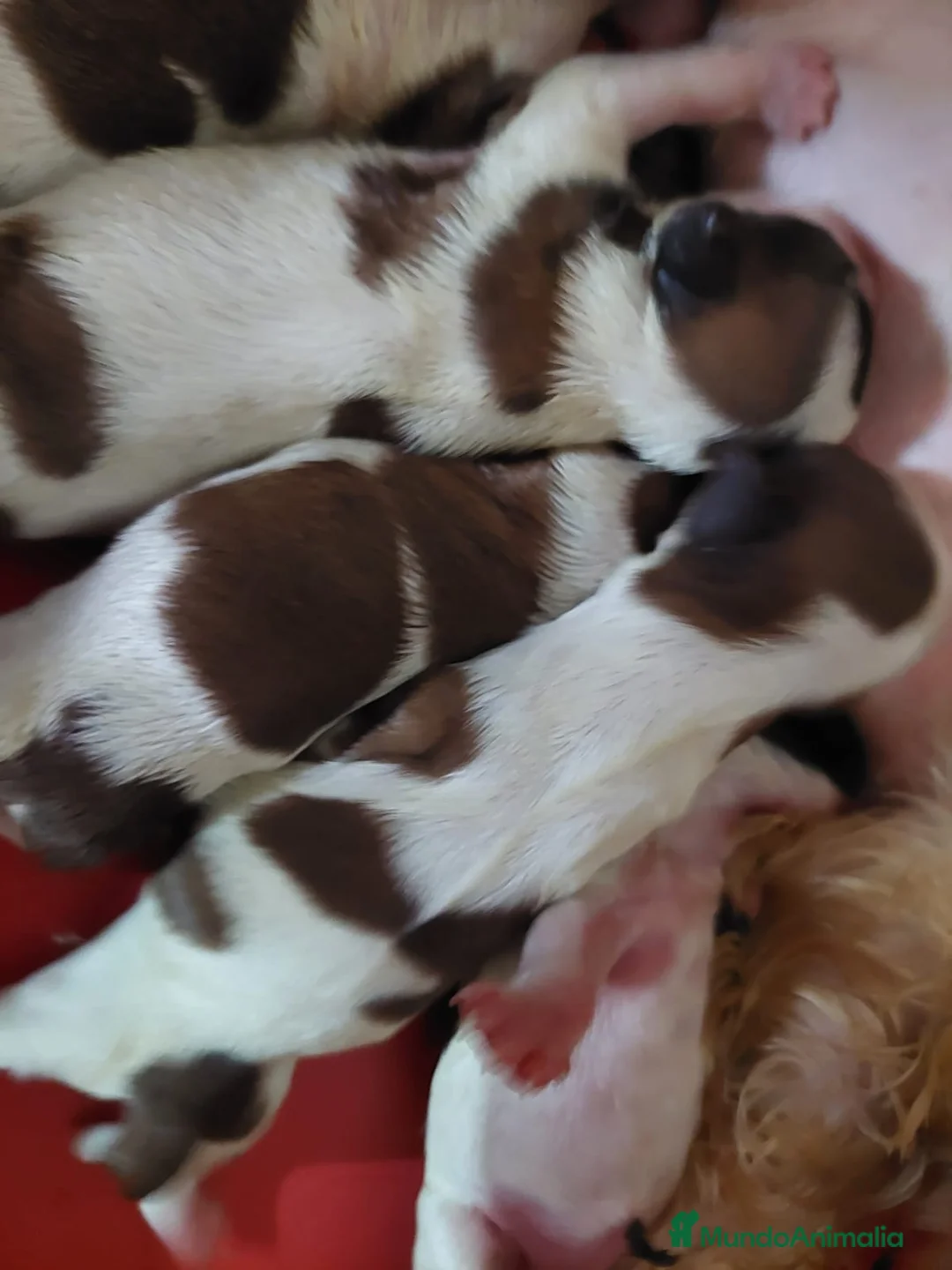 Shih Tzu perros en venta: SHIH TZUS EXCLUSIVOS - Anuncio 2