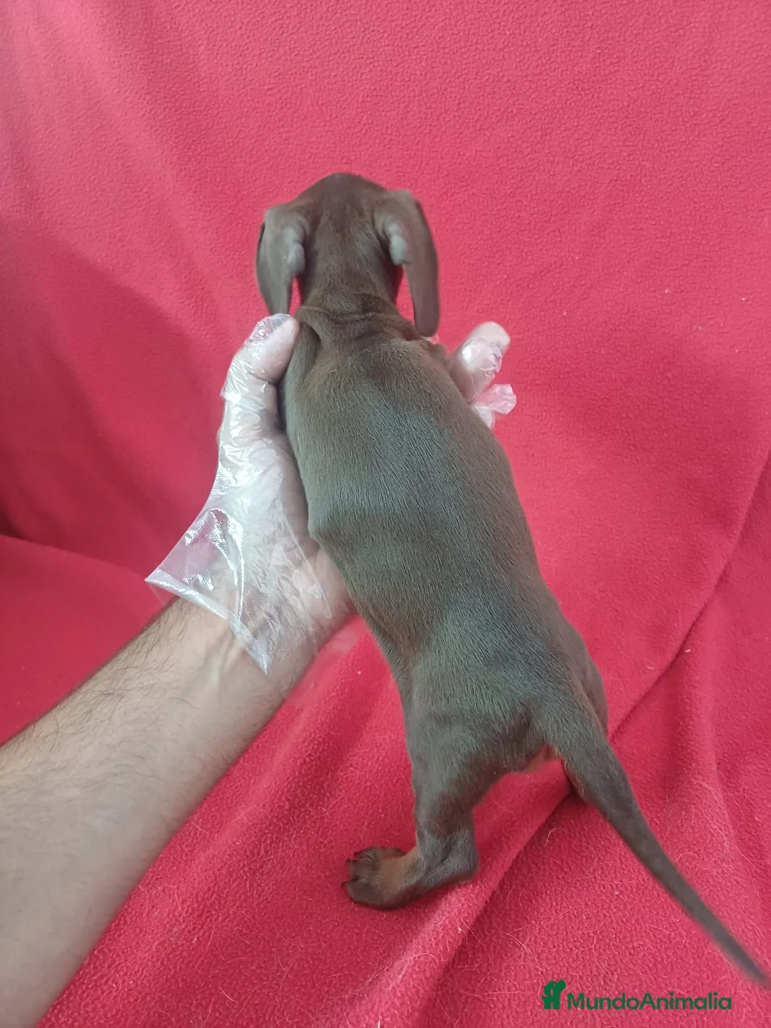 Teckel Miniatura perros en venta: Teckel Mini Chocolate  - Anuncio 3