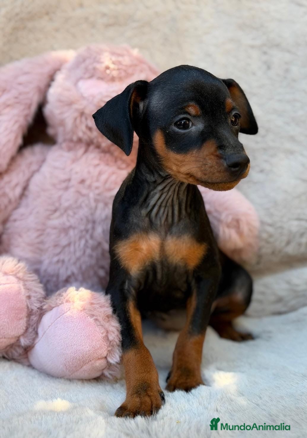Pinscher Miniatura perros Hembra mini pinscher 🐾🩷 - Anuncio 1