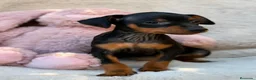 Pinscher Miniatura perros en venta: Hembra mini pinscher 🐾🩷 - Anuncio 1
