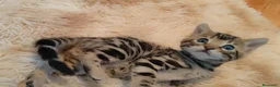 Bengalí gatos en venta: Preciosos gatitos bengali - Anuncio 7