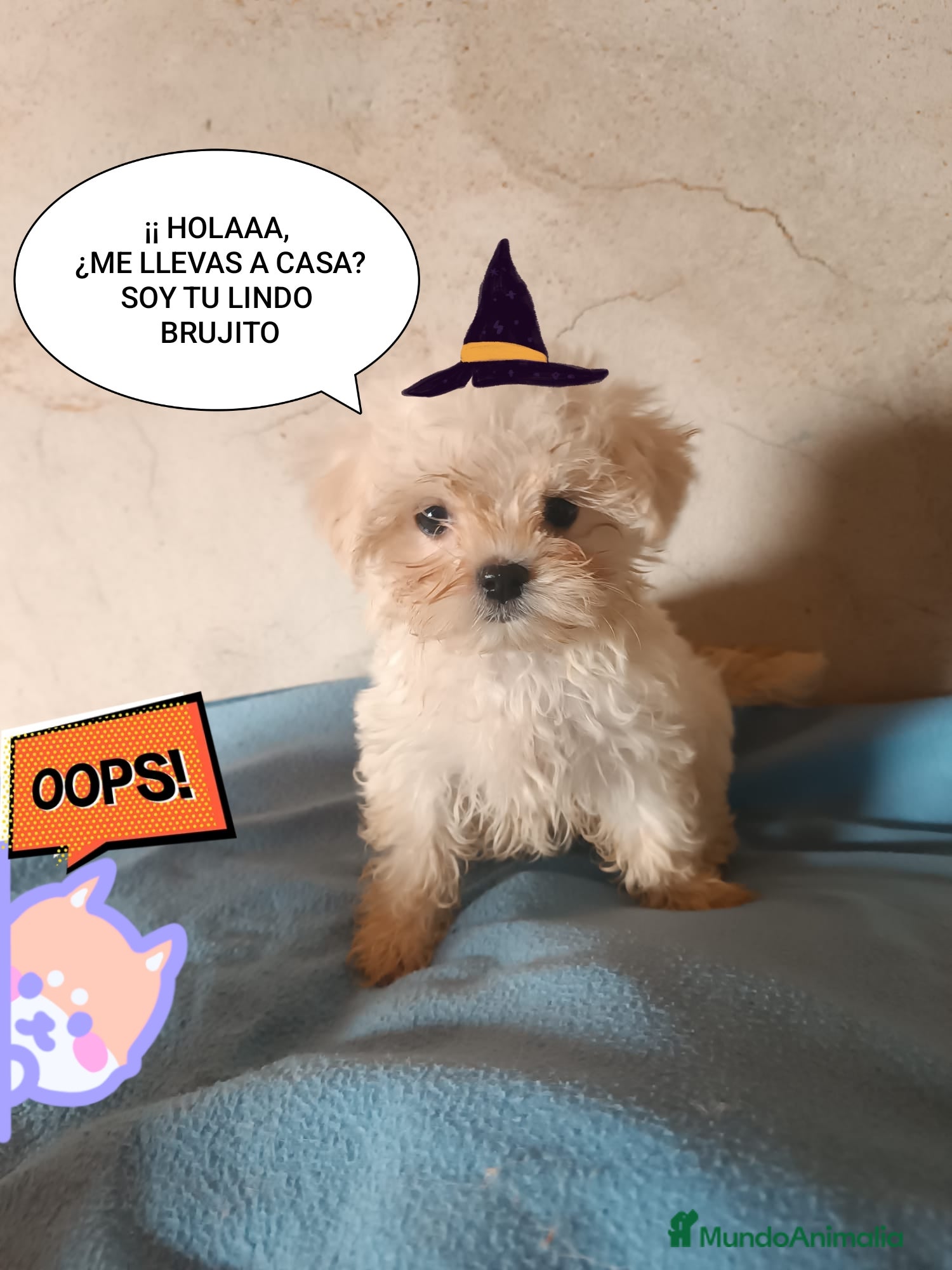 Bichón Maltés perros BICHÓN MALTES MACHITO - Anuncio 29