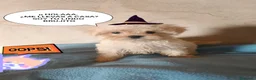 Bichón Maltés perros en venta: BICHÓN MACHITO EN OFERTA!! - Anuncio 3