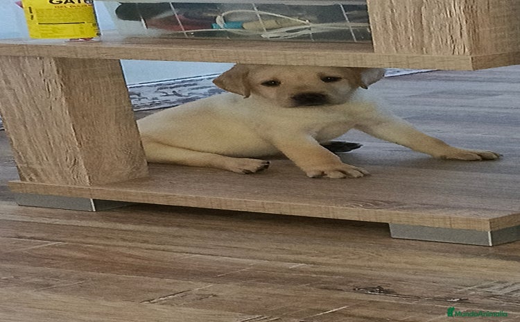 Labrador Retriever perros - Anuncio 1