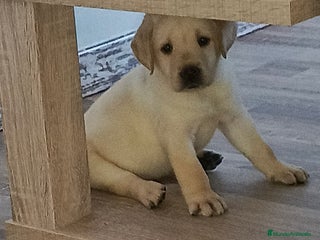 Labrador Retriever perros - Anuncio 14
