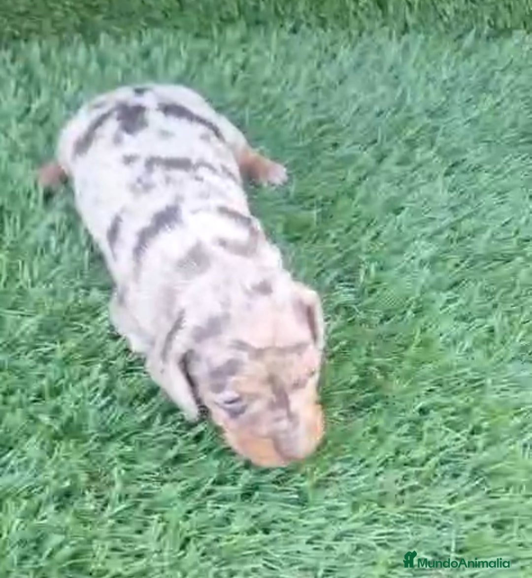 Teckel perros Teckel kanichen Hembras - Anuncio 4