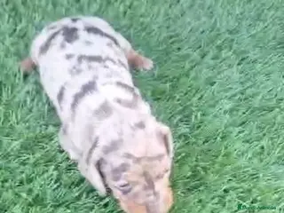 Teckel perros Teckel kanichen Hembras - Anuncio 4