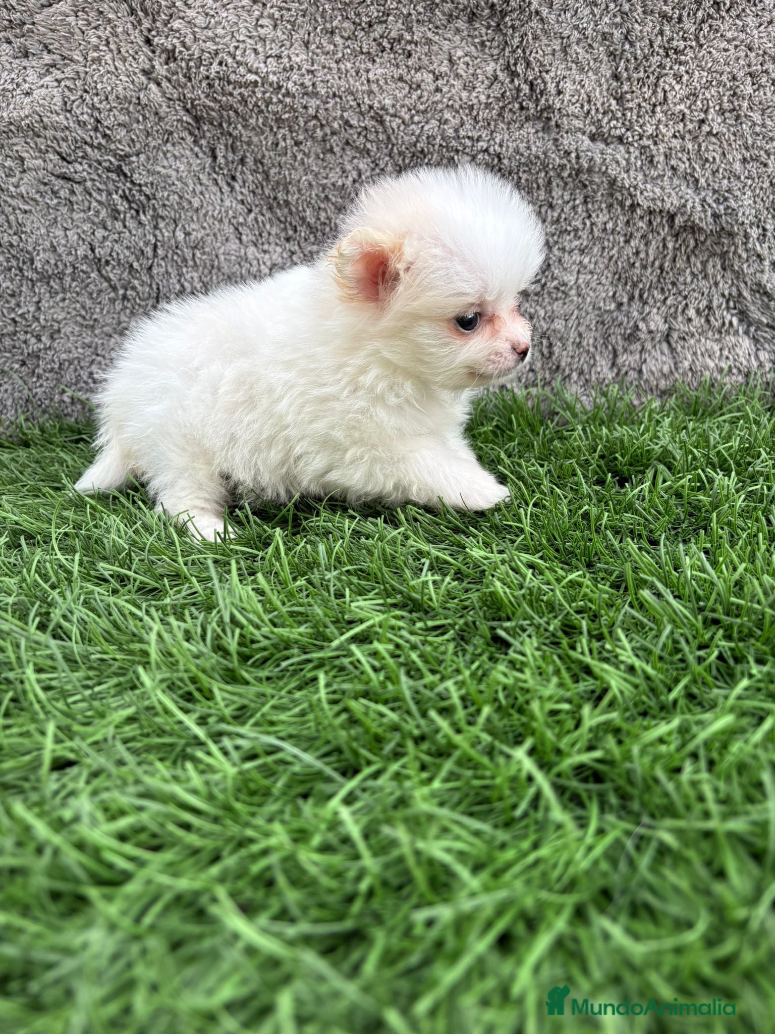Pomerania perros Hembra mini toy lulu Pomerania blanca naranja  - Anuncio 1