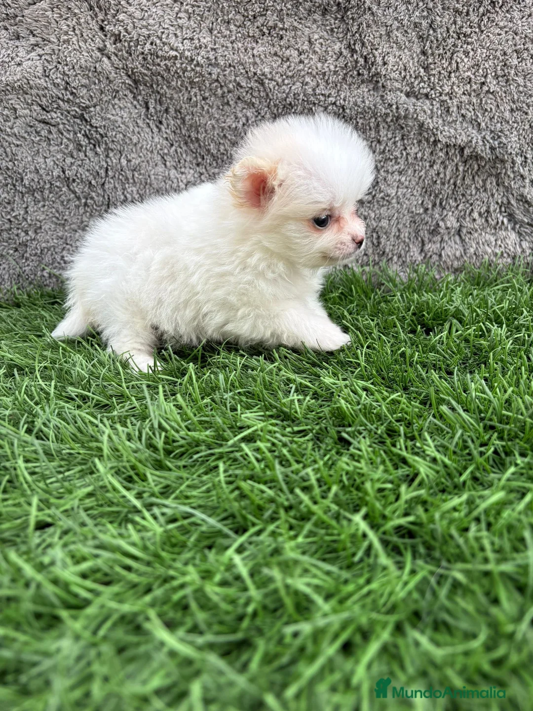 Pomerania perros en venta: Hembra mini toy lulu Pomerania blanca naranja  - Anuncio 1