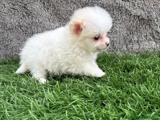 Pomerania perros Hembra mini toy lulu Pomerania blanca naranja - Anuncio 1