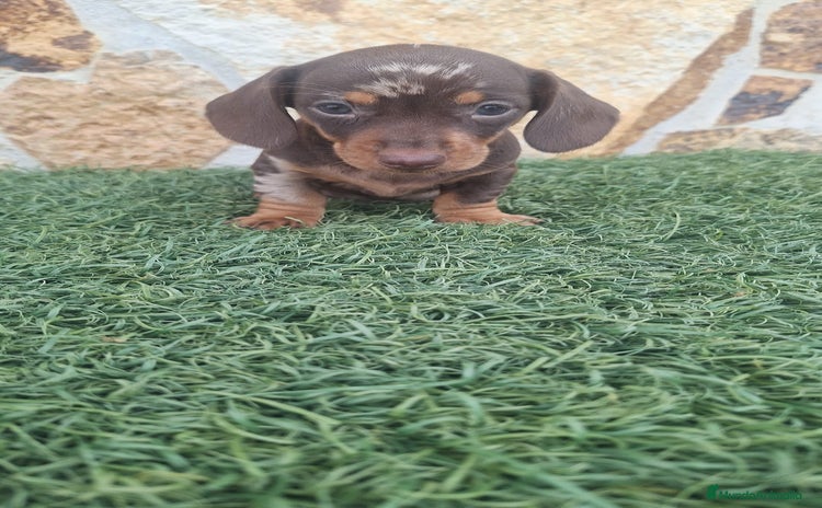 Teckel Miniatura perros - Anuncio 11