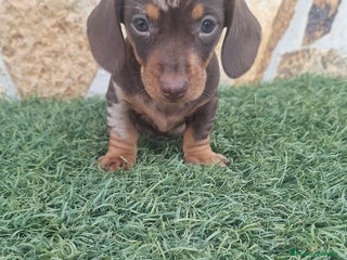 Teckel Miniatura perros - Anuncio 13