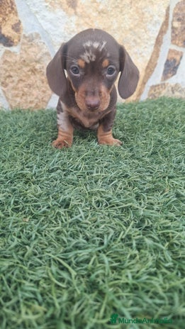 Teckel Miniatura perros - Anuncio 10