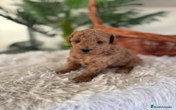 Caniche Toy perros en venta: CANICHE TOY MACHO - Anuncio 4