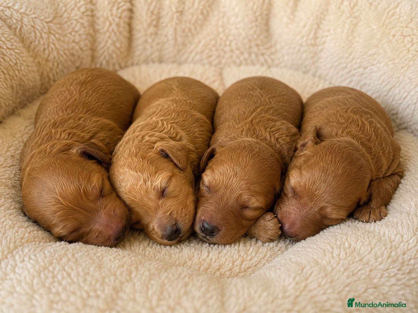 Caniche Toy perros Caniche Toy Apricot disponibles para reservar 🧡 - Anuncio 2